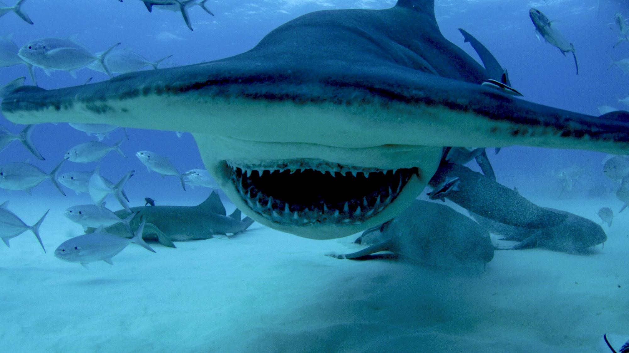 Включи акулы есть. Хищные акулы. Самые опасные хищники в океане.