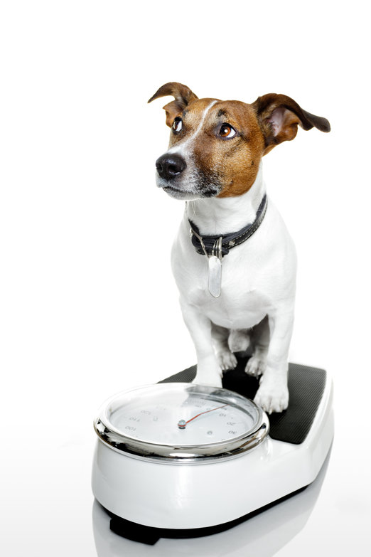 Jak poznat u psa správnou váhu? Dejte na své oči a hmat