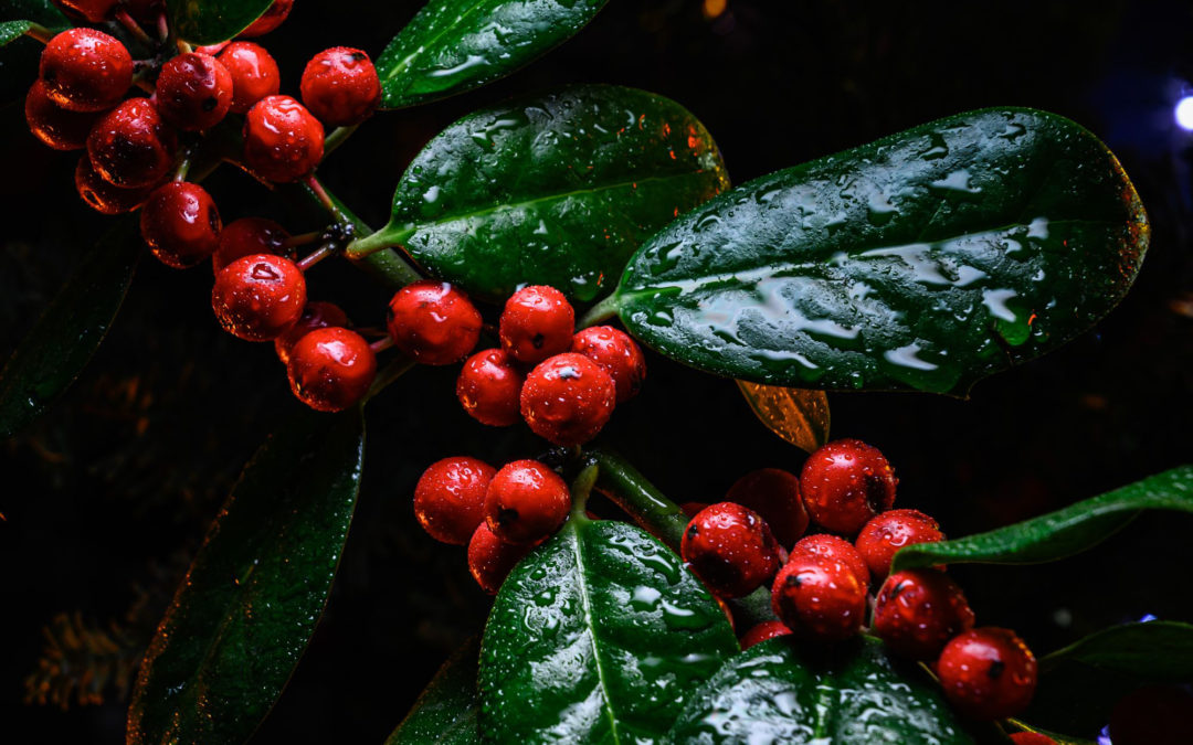 Šťastné svátky a veselé focení! 8 triků, jak vykouzlíte krásnou vánoční fotografii!