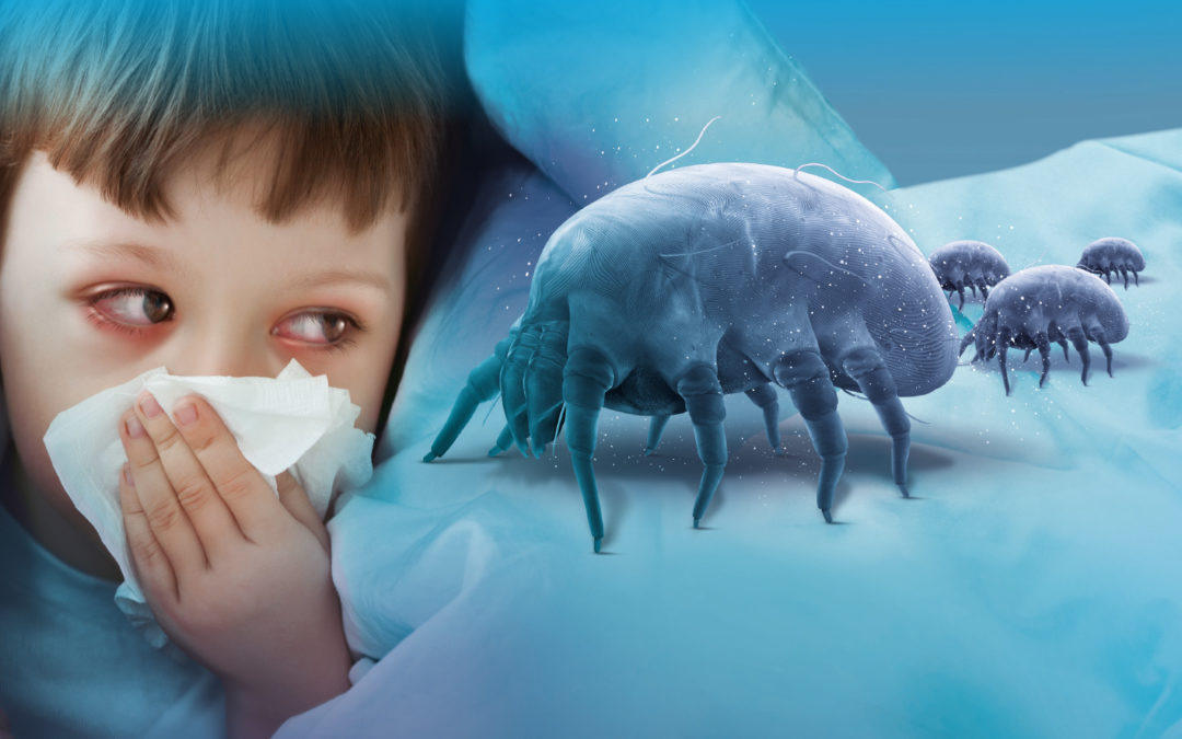 Roztoči domácího prachu jsou vůbec nejčastějším spouštěčem alergií v domácnostech, zároveň prokazatelně zhoršují astma