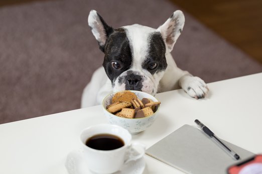 Pozor na loudily! Jak naučit psa, aby přestal žebrat o jídlo?