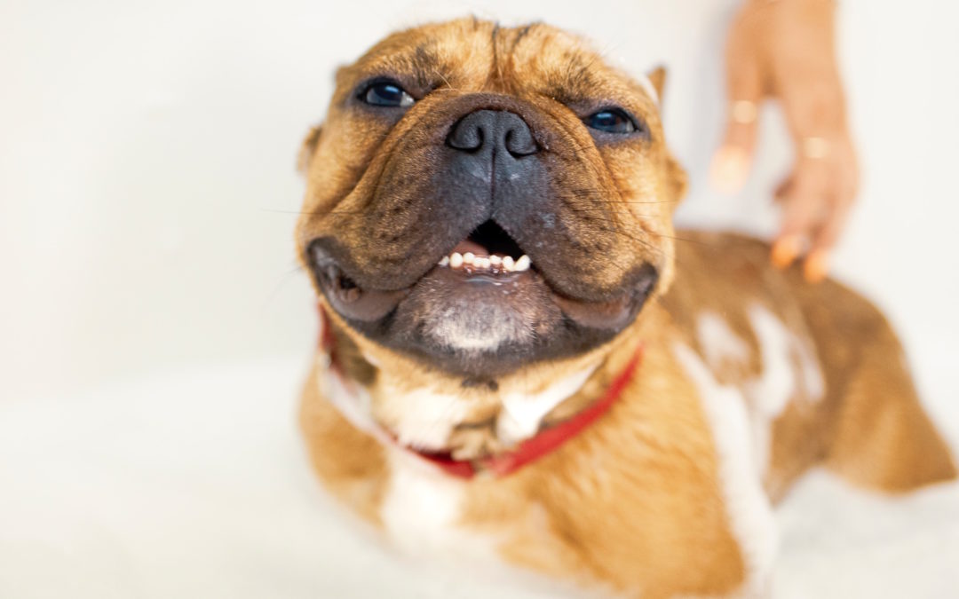 Nejčastější nešvary psích páníčků