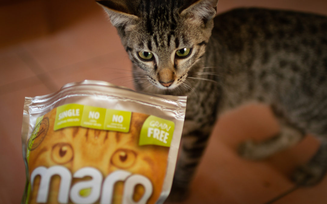 Kočka je masožravec. Víte, čím ji krmíte?