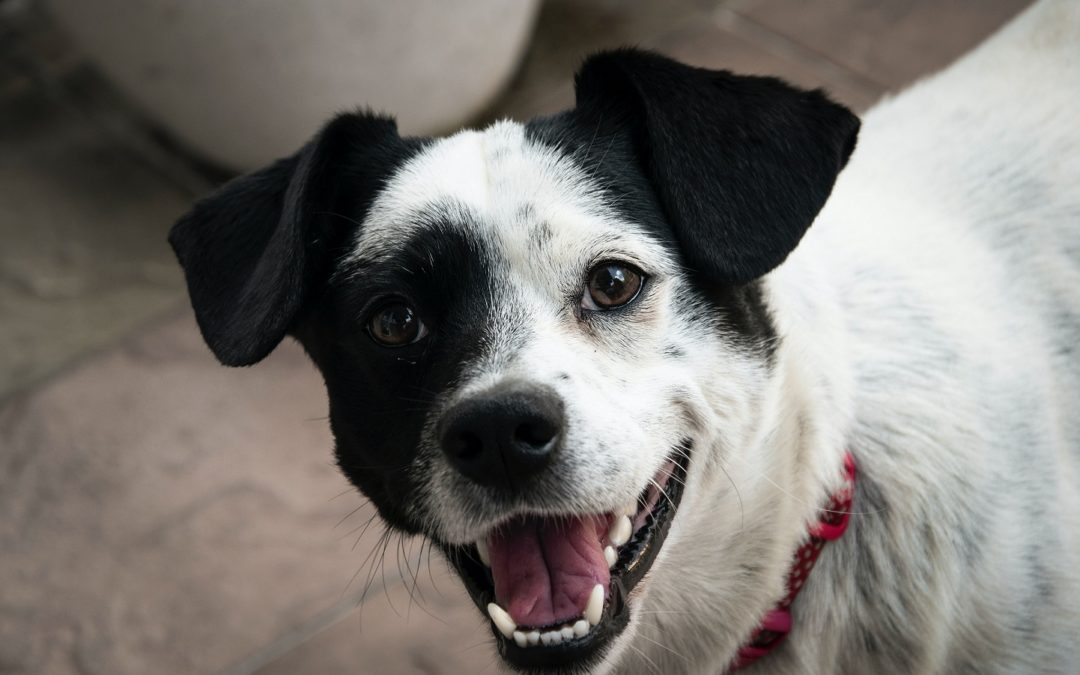 Jak se správně pečovat o zuby psa? Nemoci chrupu mohou být velmi bolestivé