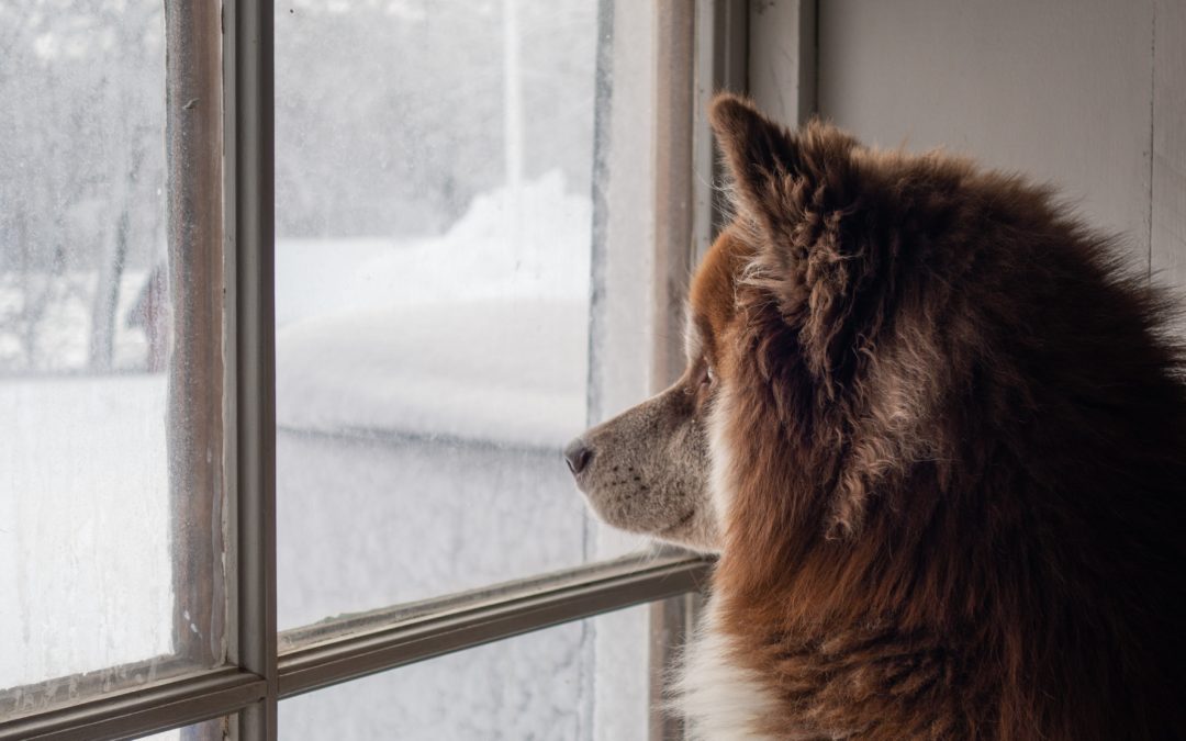 5 tipů, jak chránit svého psa před mrazem