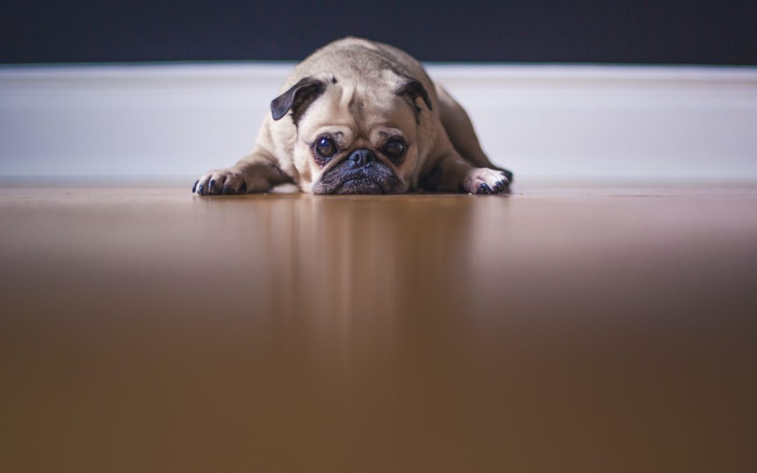 Jak postupovat, když pes trpí nechutenstvím? I pes může mít anorexii