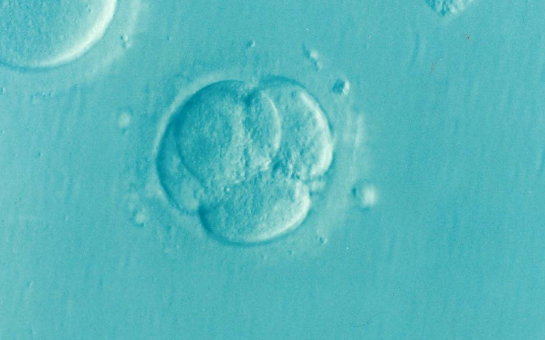 Umělá inteligence pomůže při umělém oplodnění. Rozpozná nejlepší embrya