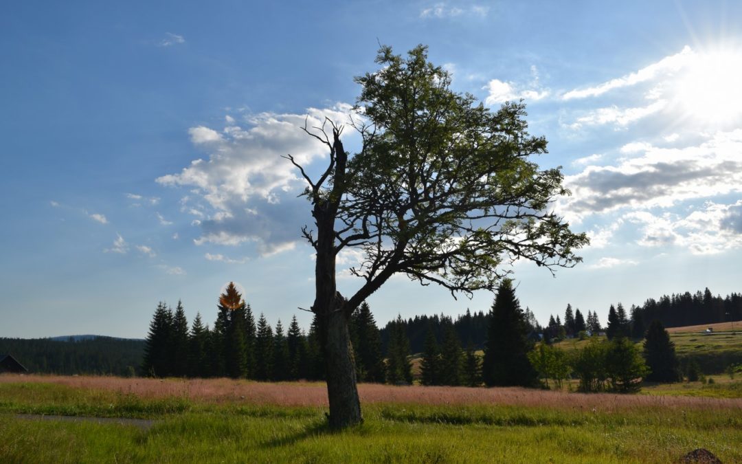 Profesorka Věra Adámková vyzývá veřejnost: Nerezignujte na život! Choďte ven, nezanedbávejte své zdraví