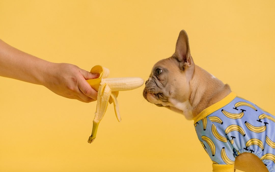 Může být pes vegetarián? Je to zdravé nebo může vážně zvířeti ublížit?