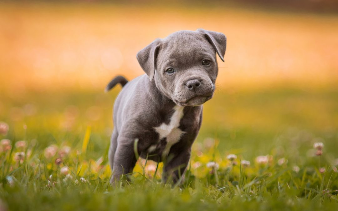Pořídili jste si štěně?  Tak pozor na správnou imunitu