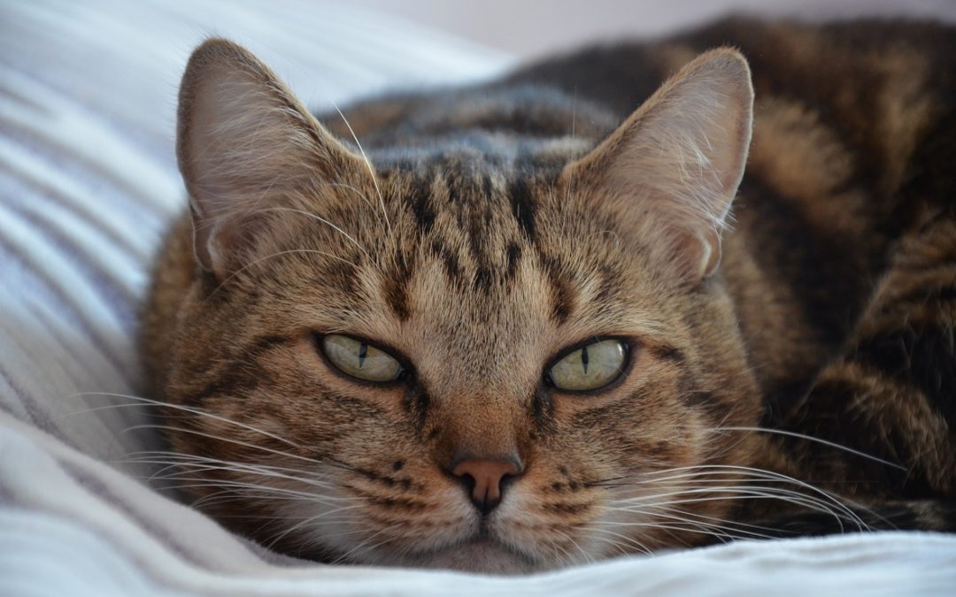 Jak si poradit s obezitou koček? Nadváhou trpí až 50 % koček chovaných doma