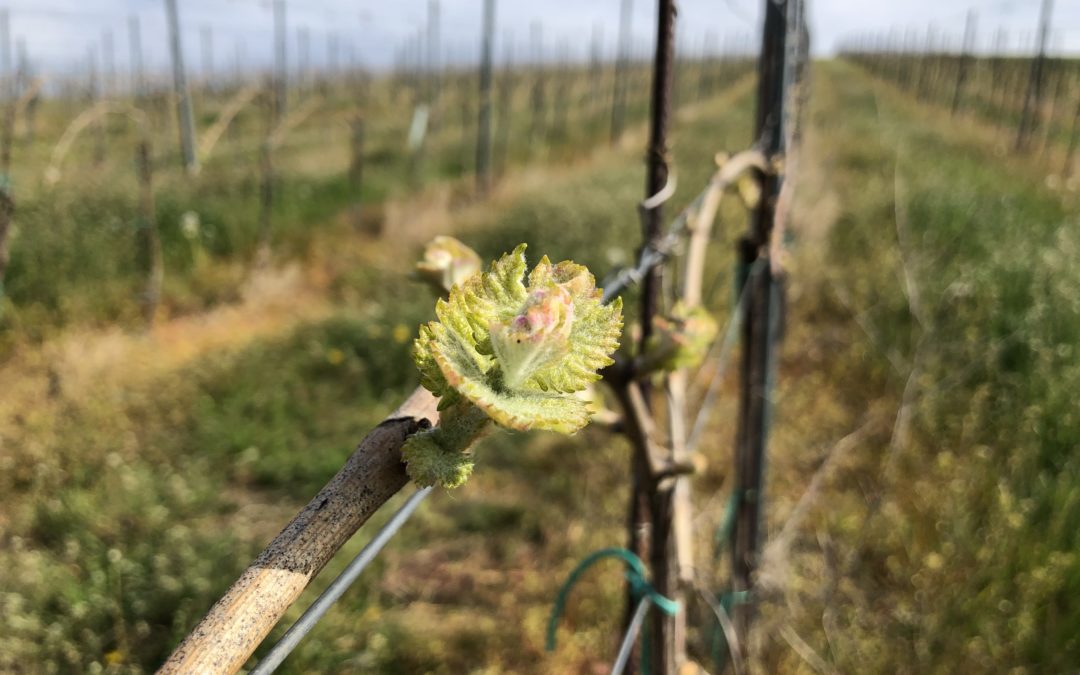 Réva má co dohánět, letošní počasí jí nepřeje. A to ještě přijdou ledoví muži