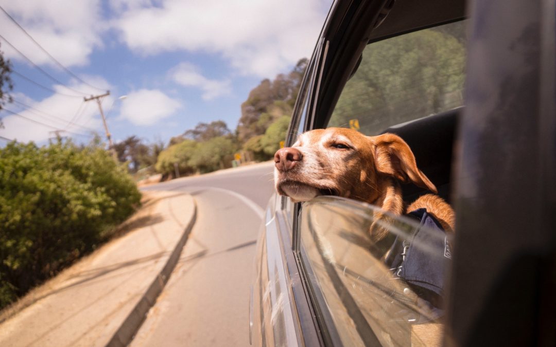 5 tipů, jak zvládnout dovolenou se psem