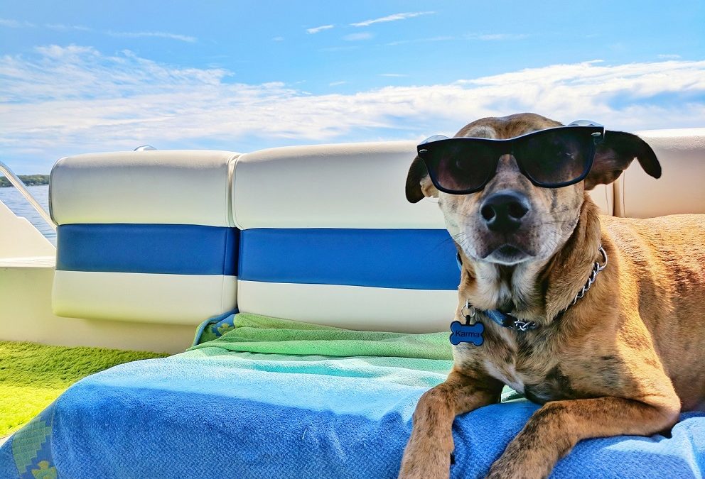 Pozor na letní vedra u psů. Mohou přinést mnoho komplikací