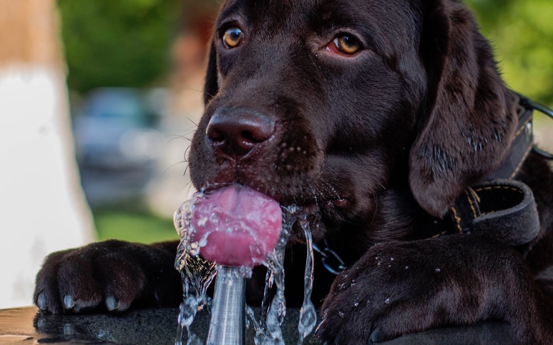 V létě je důležité, aby pes dodržoval pitný režim. Může mu hrozit přehřátí i smrt