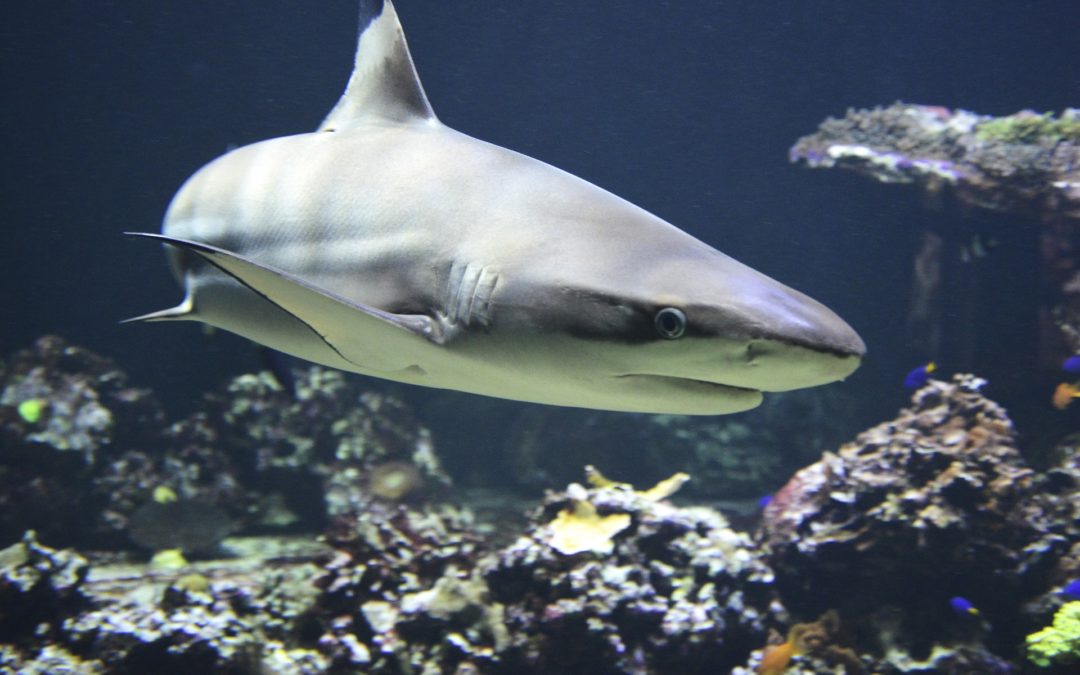 Žraloci a kapři: Těšíte se na zajímavý souboj?