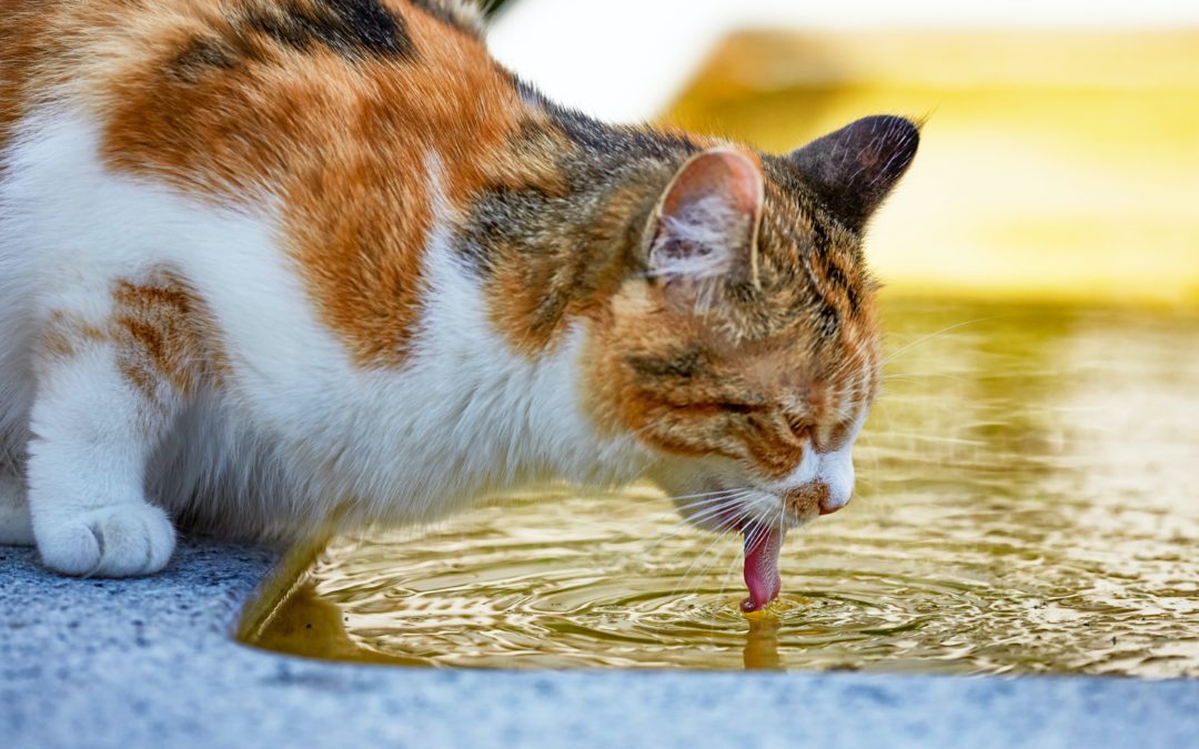 Pozor na dehydrataci koček zejména v létě