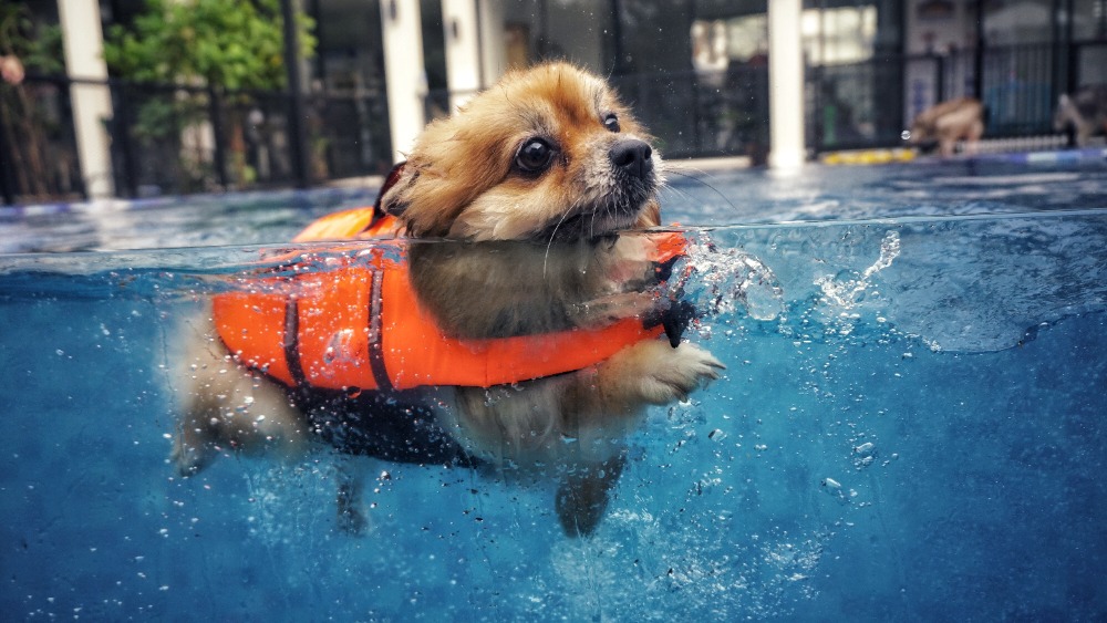 Odborník radí: Jak naučit psa plavat?