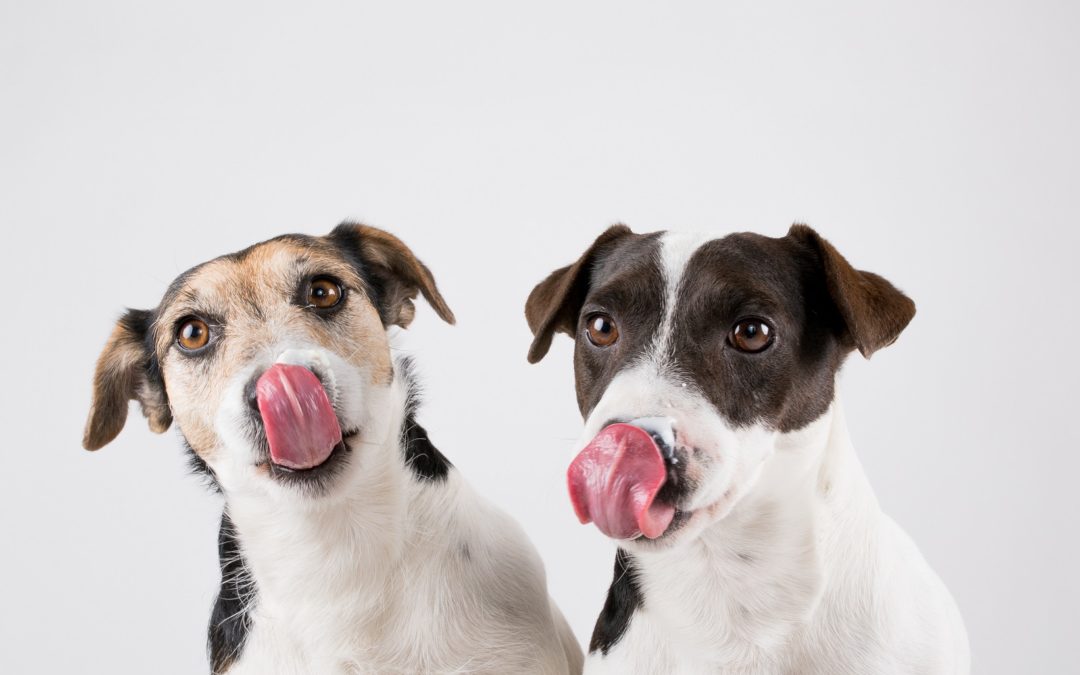 Psi jsou po syrovém masu agresivní…aneb 5 častých mýtů o psím stravování