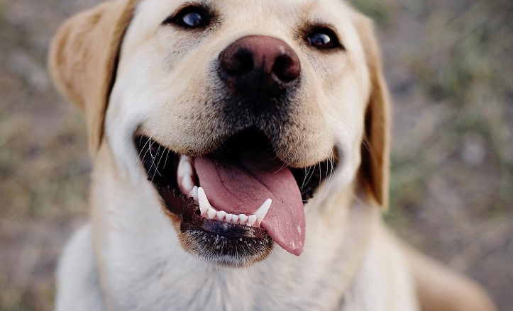 Jak se správně pečovat o zuby psa? Nemoci chrupu mohou být velmi bolestivé