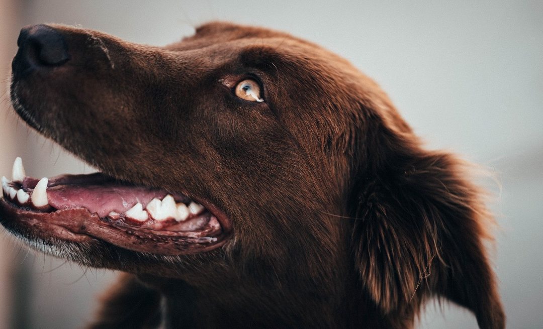 Více jak polovinu psů trápí problémy se zuby. Jak se správně starat o psí chrup?