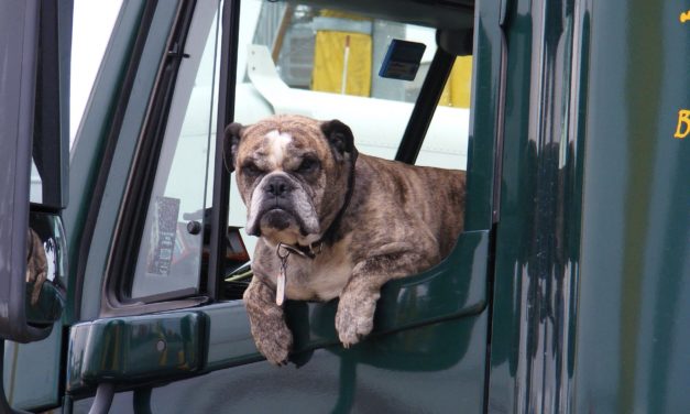 Pes v autě není žádný problém. Pokud dodržujete základní pravidla