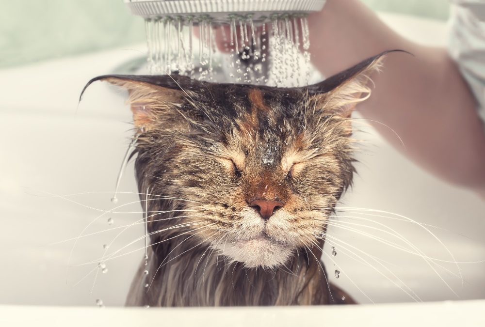 Veterinářka radí: Jak často koupat domácího mazlíčka?