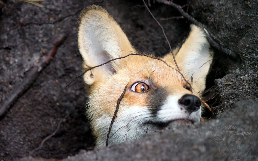 Srážky se zvěří: Jediným viníkem je řidič, cestu k odškodnění otevírá pojistka či vyhlášený hon